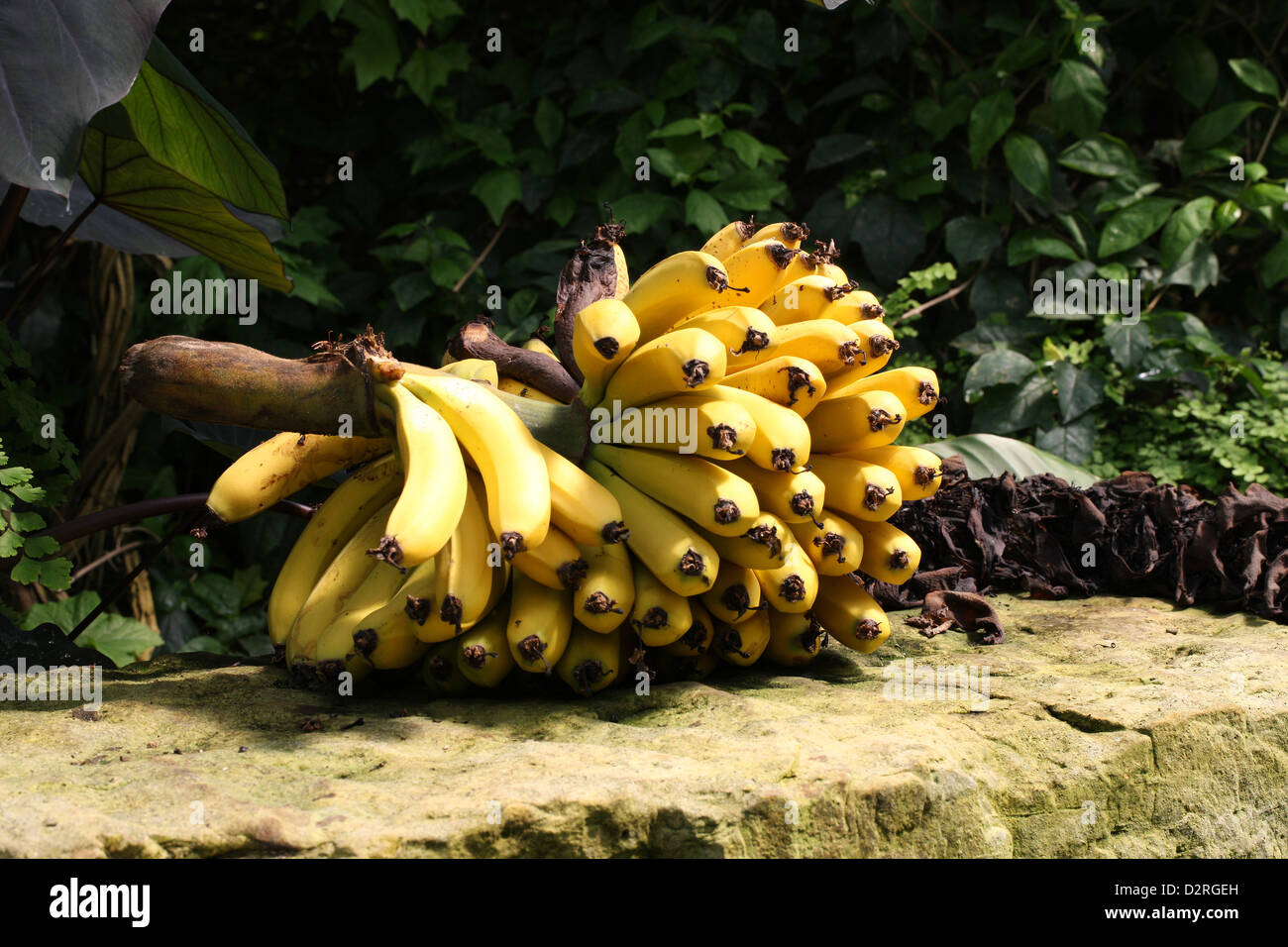 Eine Hand von Reife Bananen, Dwarf Cavendish Banane, Musa Acuminata, Musaceae. Stockfoto