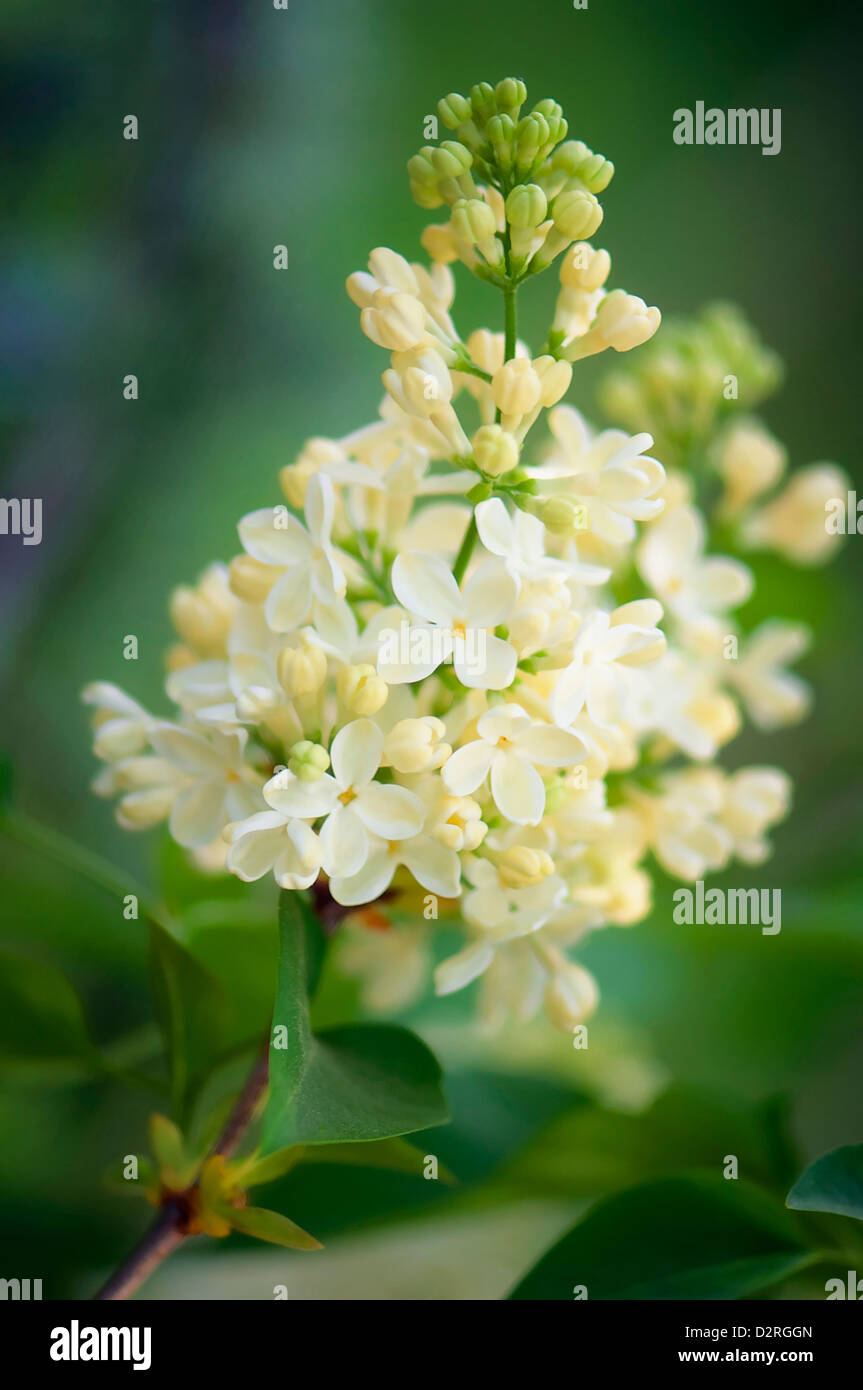 Syringa Vulgaris 'Primrose' lila 'Primrose', Creme. Stockfoto