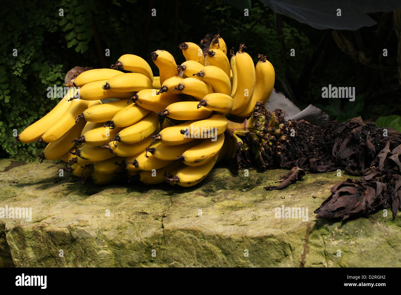Eine Hand von Reife Bananen, Dwarf Cavendish Banane, Musa Acuminata, Musaceae. Stockfoto