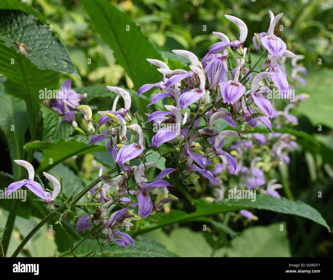 Riesige Salvia, Brillantaisia Nyanzarum, Acanthaceae. Kenia, Tansania, Zaire, tropischen Afrika. Stockfoto
