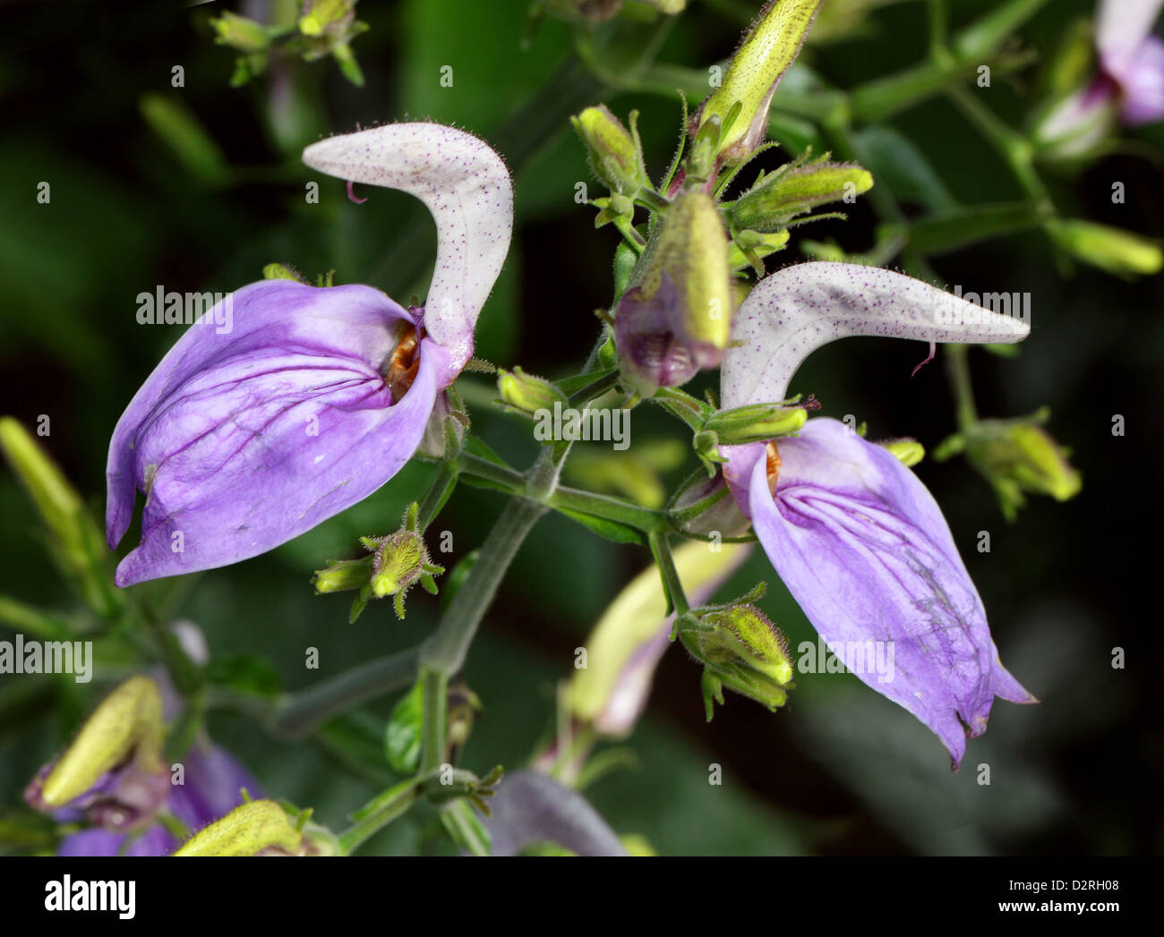 Riesige Salvia, Brillantaisia Nyanzarum, Acanthaceae. Kenia, Tansania, Zaire, tropischen Afrika. Stockfoto