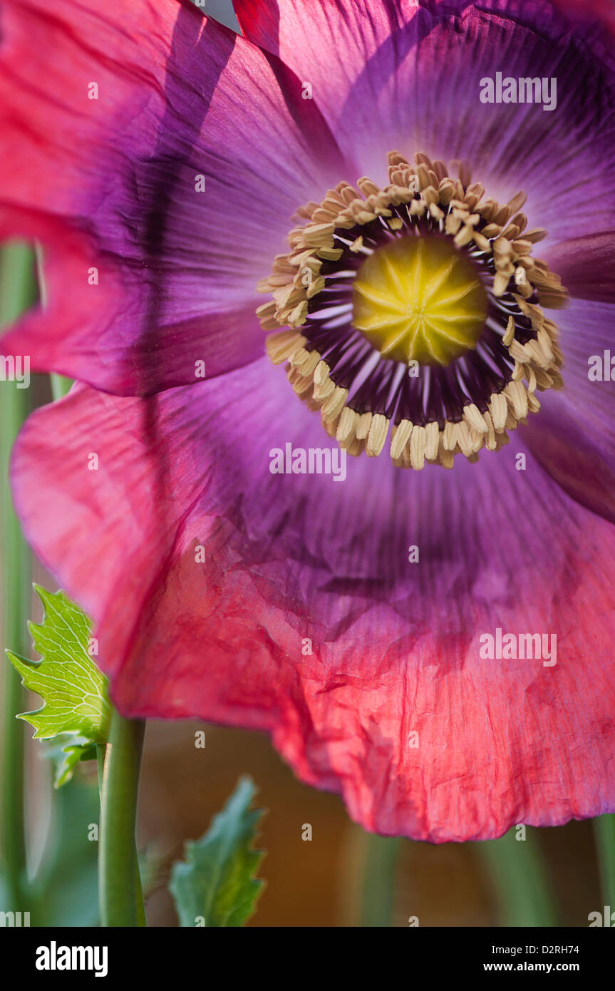 Papaver Somniferum, Mohn, Schlafmohn, rosa. Stockfoto