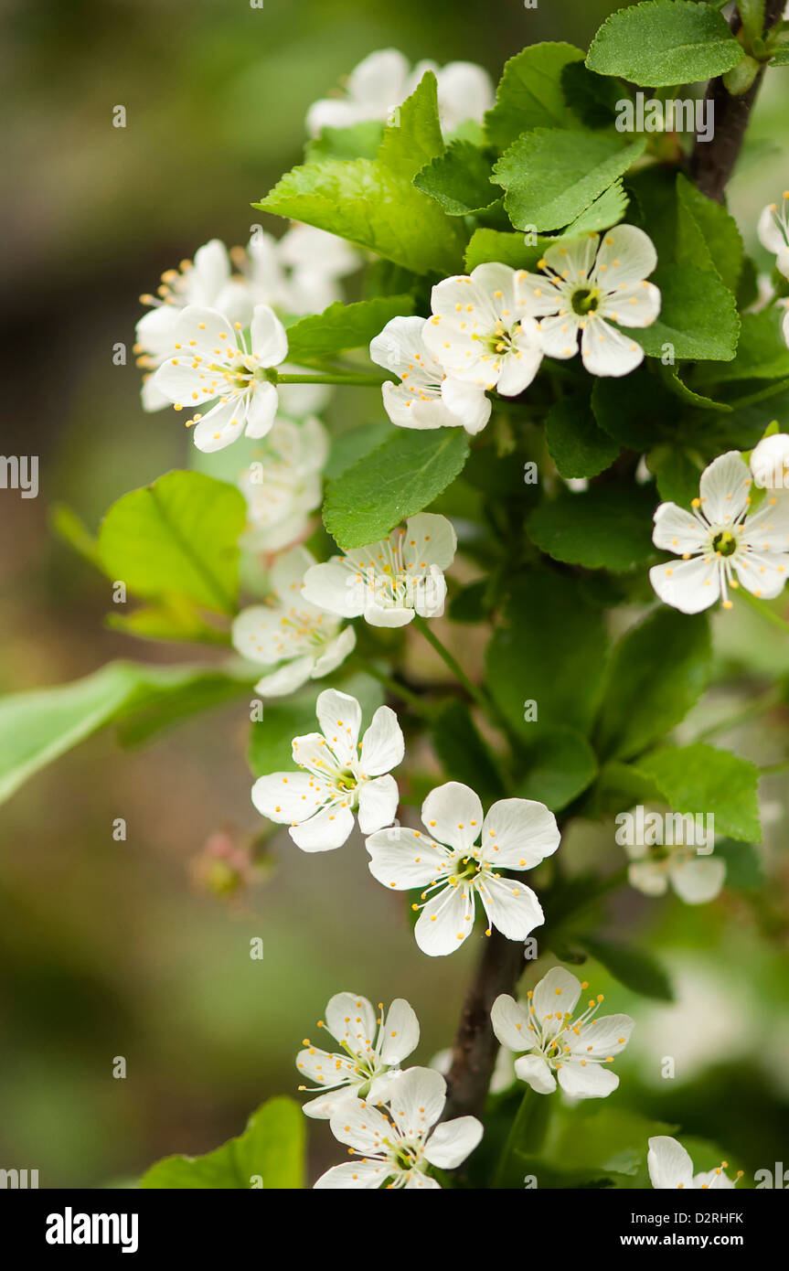 Prunus Cerasus "Surefire", Kirsche, Sauerkirsche, weiße Blume Blüte auf einem Baum. Stockfoto