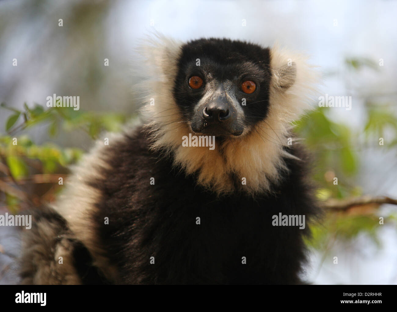 Schwarz und weiß Ruffed Lemur, Varecia Variegata, Lemurinae, Lemuridae, Primaten. Madagaskar, Afrika. Stockfoto