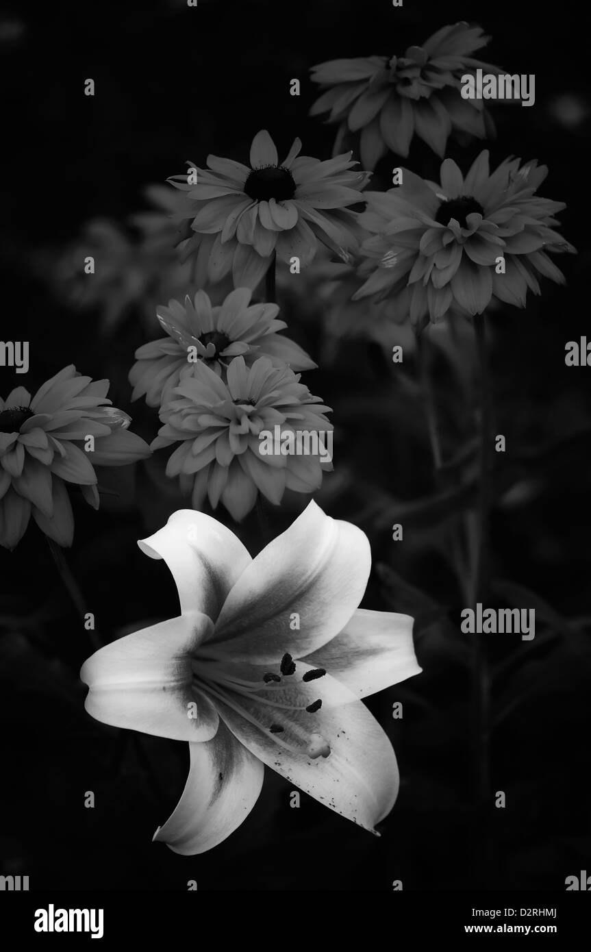 Lilium Sorte, Lily, schwarz & weiß. Stockfoto