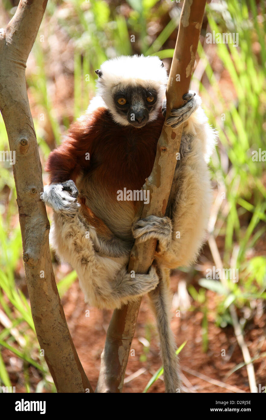 Coquerel Sifaka, Propithecus Coquereli, Indriidae, Primaten. Antananarivo, Madagaskar, Afrika. Stockfoto