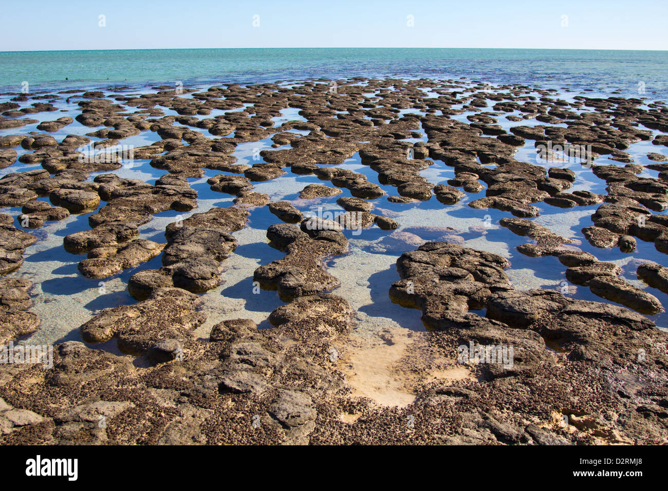 Stromatolithen, Shark Bay, Australien Stockfoto