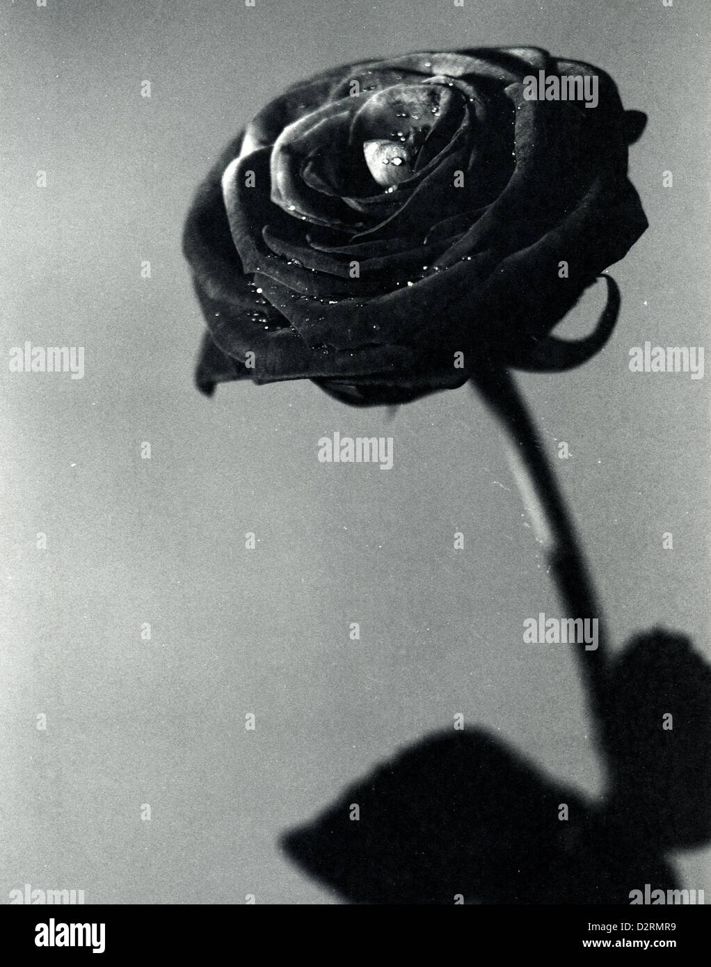 Schwarze Rose. Die Blume Blütenblätter Nahaufnahme Foto. Gescannten Quelle, extreme Filmkorn Stockfoto