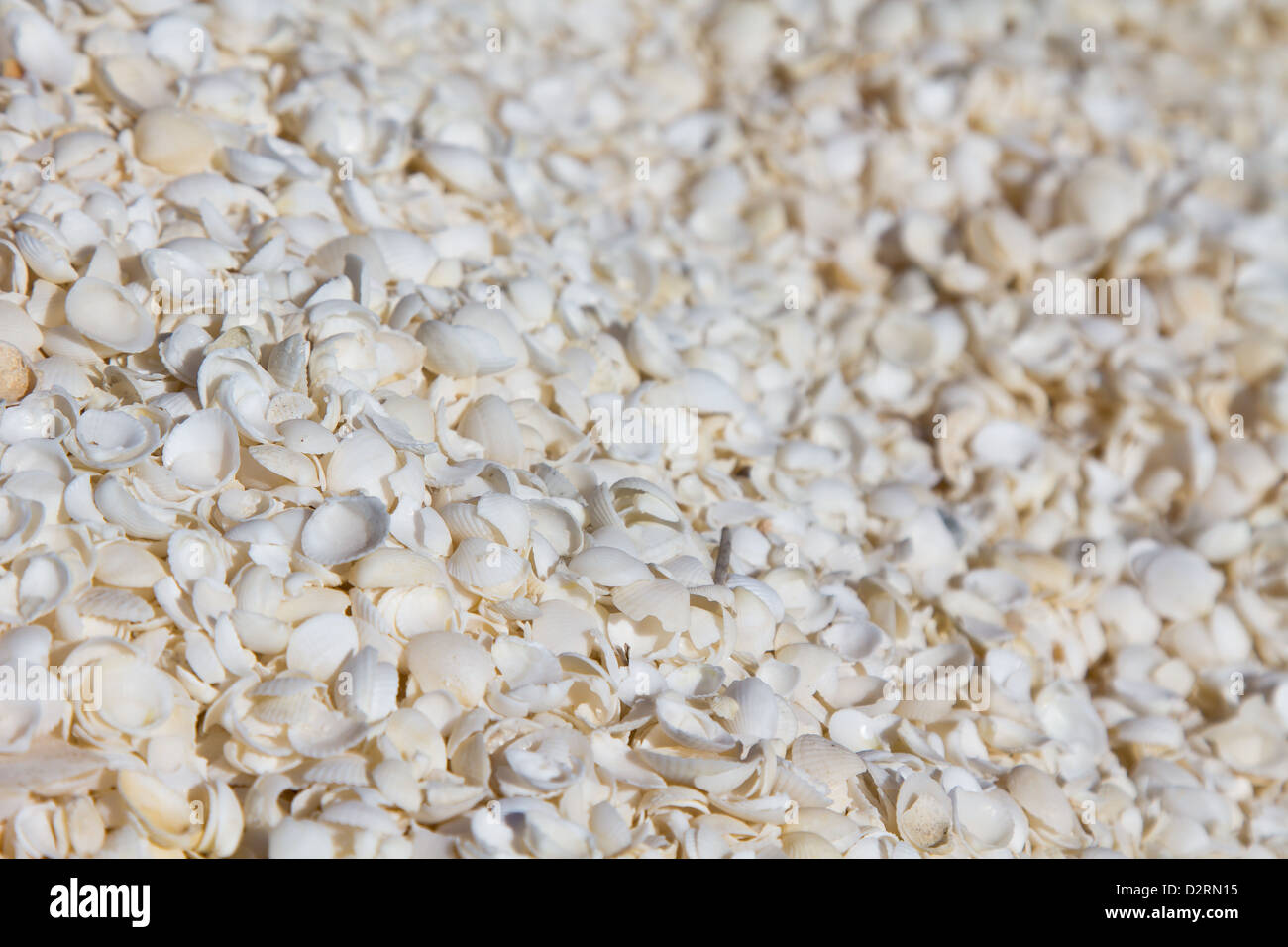 Shell Beach, Shark Bay, Westaustralien Stockfoto