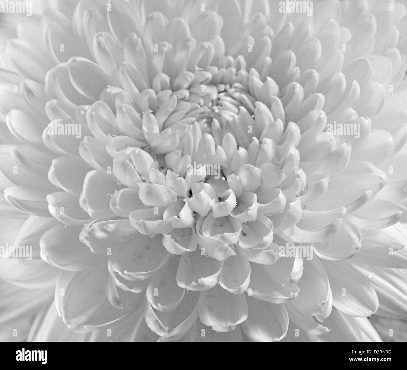 Dahlie Blume schwarz / weiß gescannte Nahaufnahme Foto. Schuss mit Rückfahrkamera. Filmkorn sind möglich Stockfoto