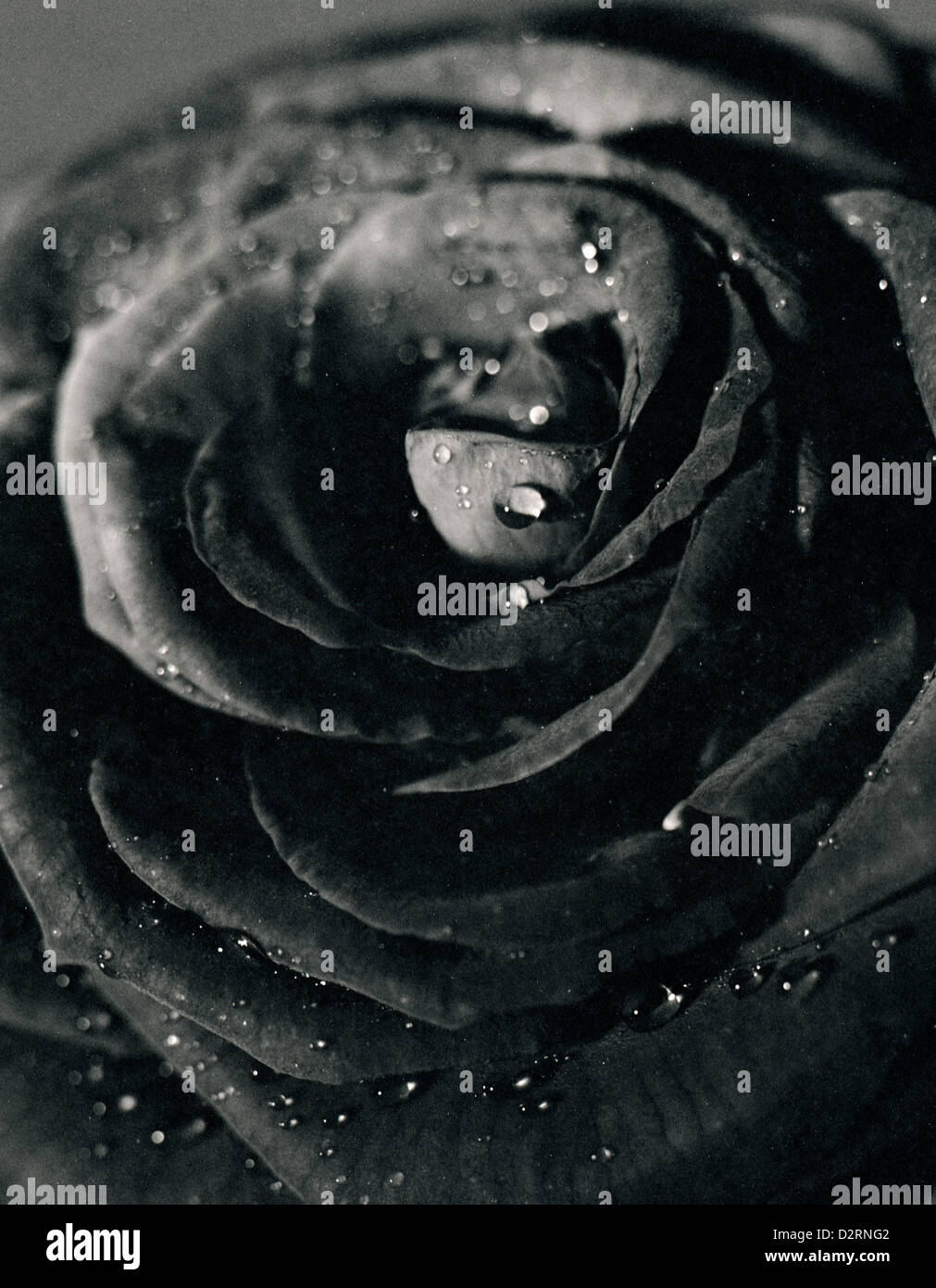 Schwarze Rose. Die Blume Blütenblätter Nahaufnahme Foto. Gescannten Quelle, extreme Filmkorn. Mit 50 Jahre alten schwarz-weiß-Film gedreht Stockfoto