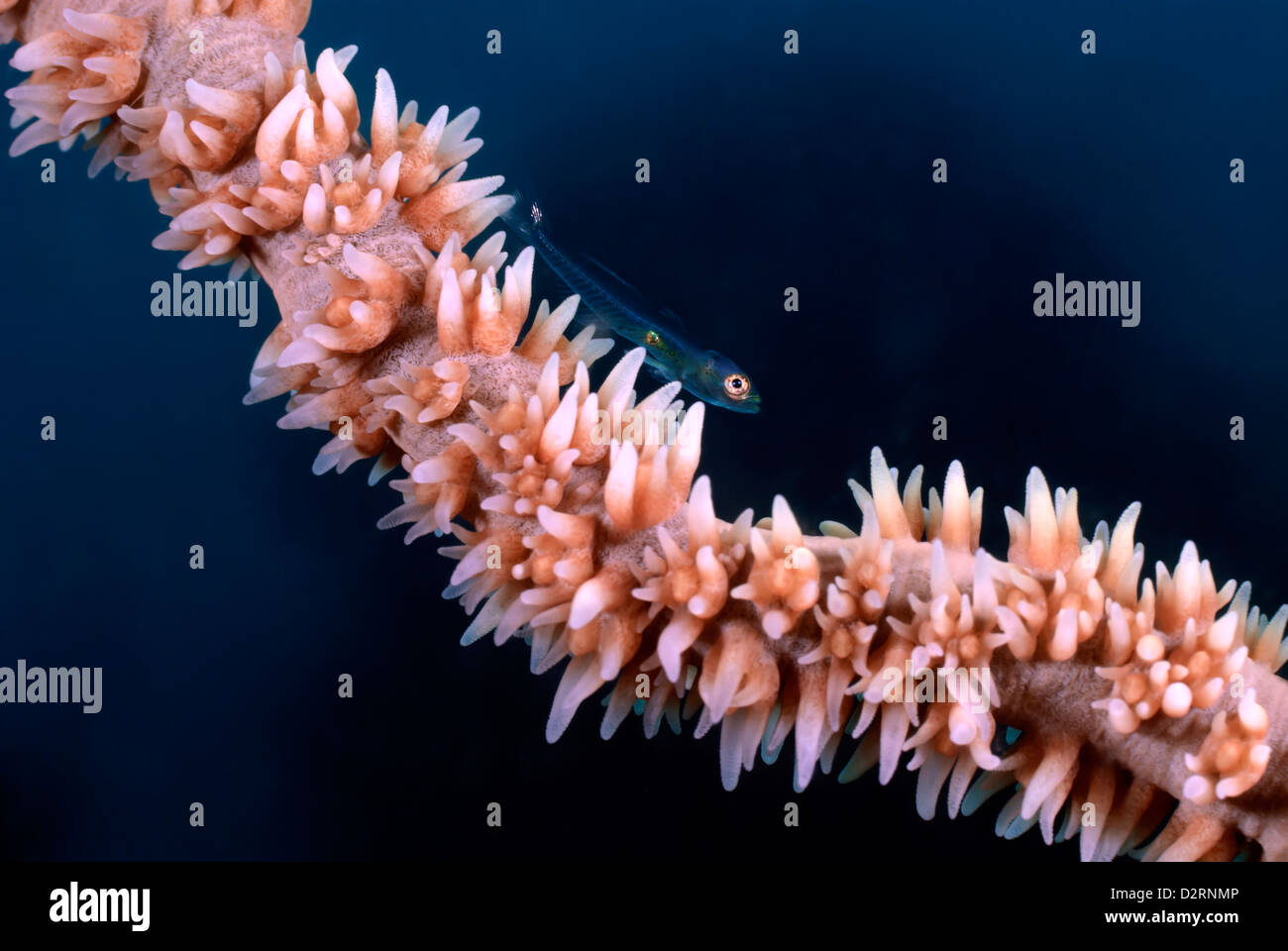 Peitsche Korallen Zwerg Grundel Bryaninops Yongei auf einem Whip Coral Cirrhipathes SP. Loloata, zentrale Provence, Papua Neuguinea, Coral Sea Stockfoto