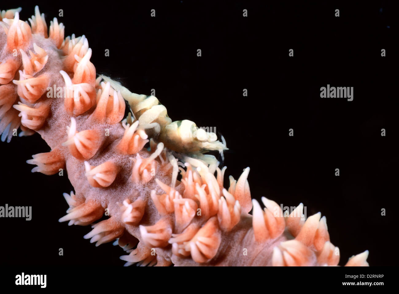 Kommensalen Garnelen, Dasycaris sp auf Draht Coral Loloata Island, zentrale Provence, Papua-Neuguinea, Coral Sea Stockfoto