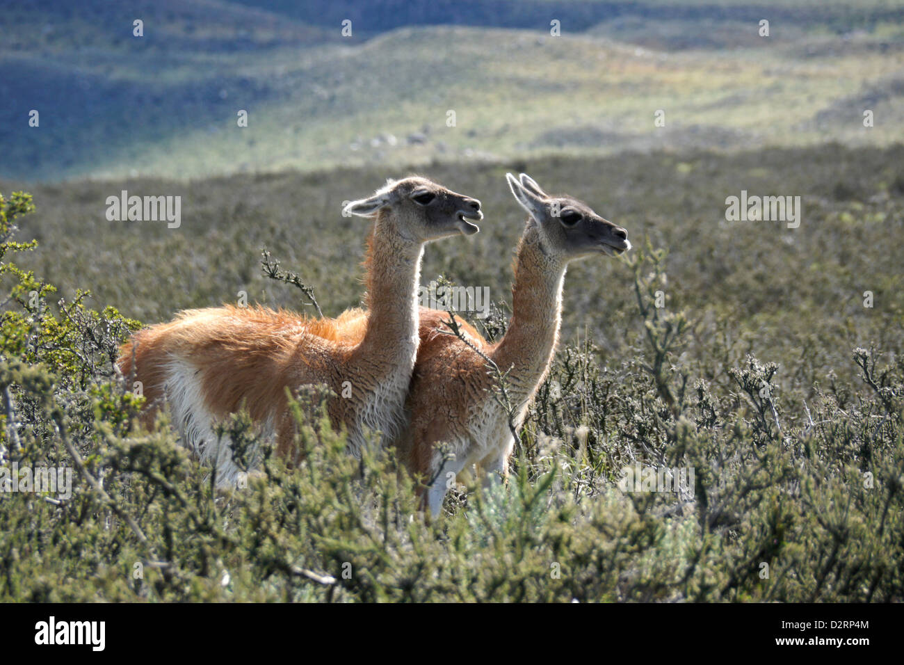 Guanakos in Torres del Paine Nationalpark, Patagonien, Chile Stockfoto
