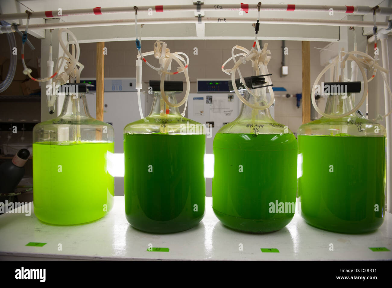 Algenwachstum Kammer in Forschung Aquakultur lab Stockfoto