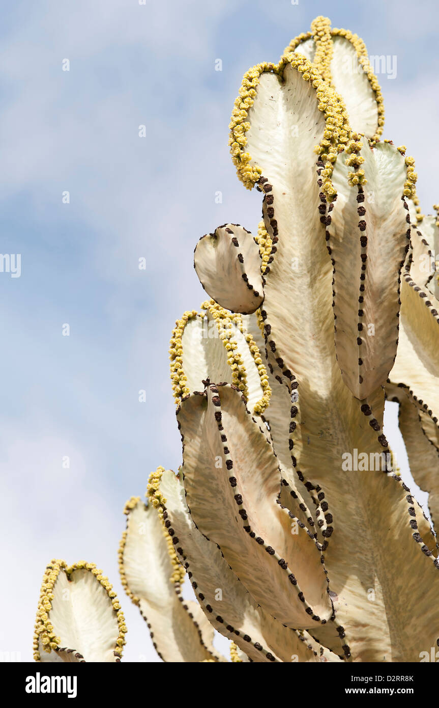 Euphorbia Kandelaber, Kerzenleuchter Baum, gelbe Thema. Stockfoto