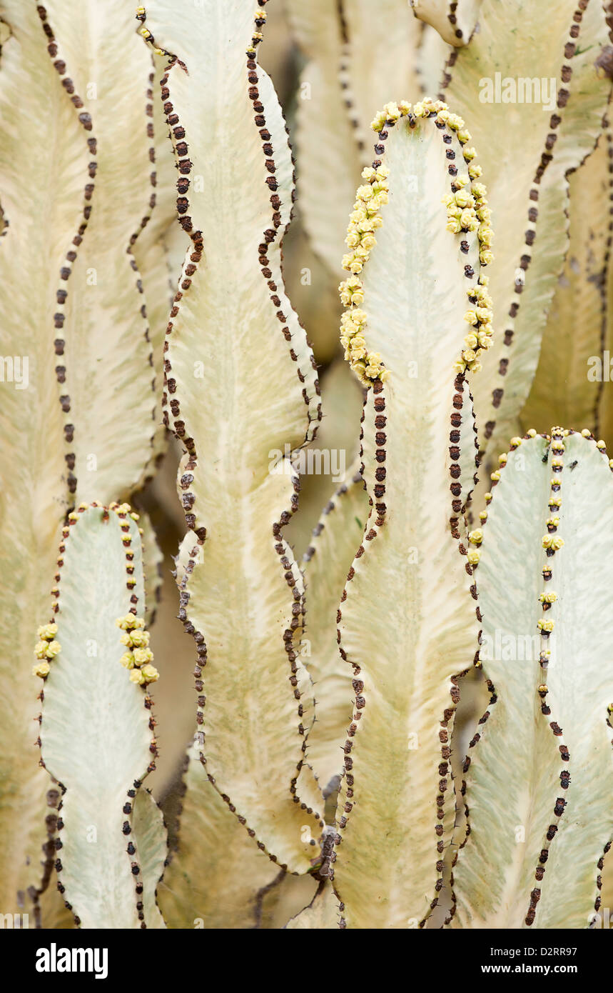 Euphorbia Kandelaber, Kerzenleuchter Baum, gelbe Thema. Stockfoto