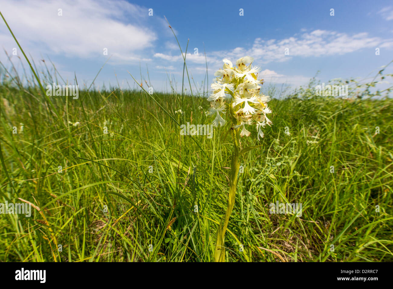 Die seltenen westlichen Prärie gesäumt Orchidee in den Sheyenne National Grasslands, North Dakota, USA Stockfoto