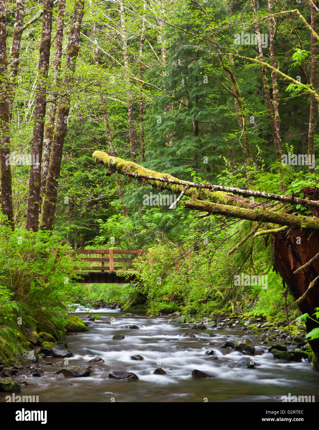 ODER Oregon Coast, Oswald West Staatspark, kurzer Sand Creek Stockfoto