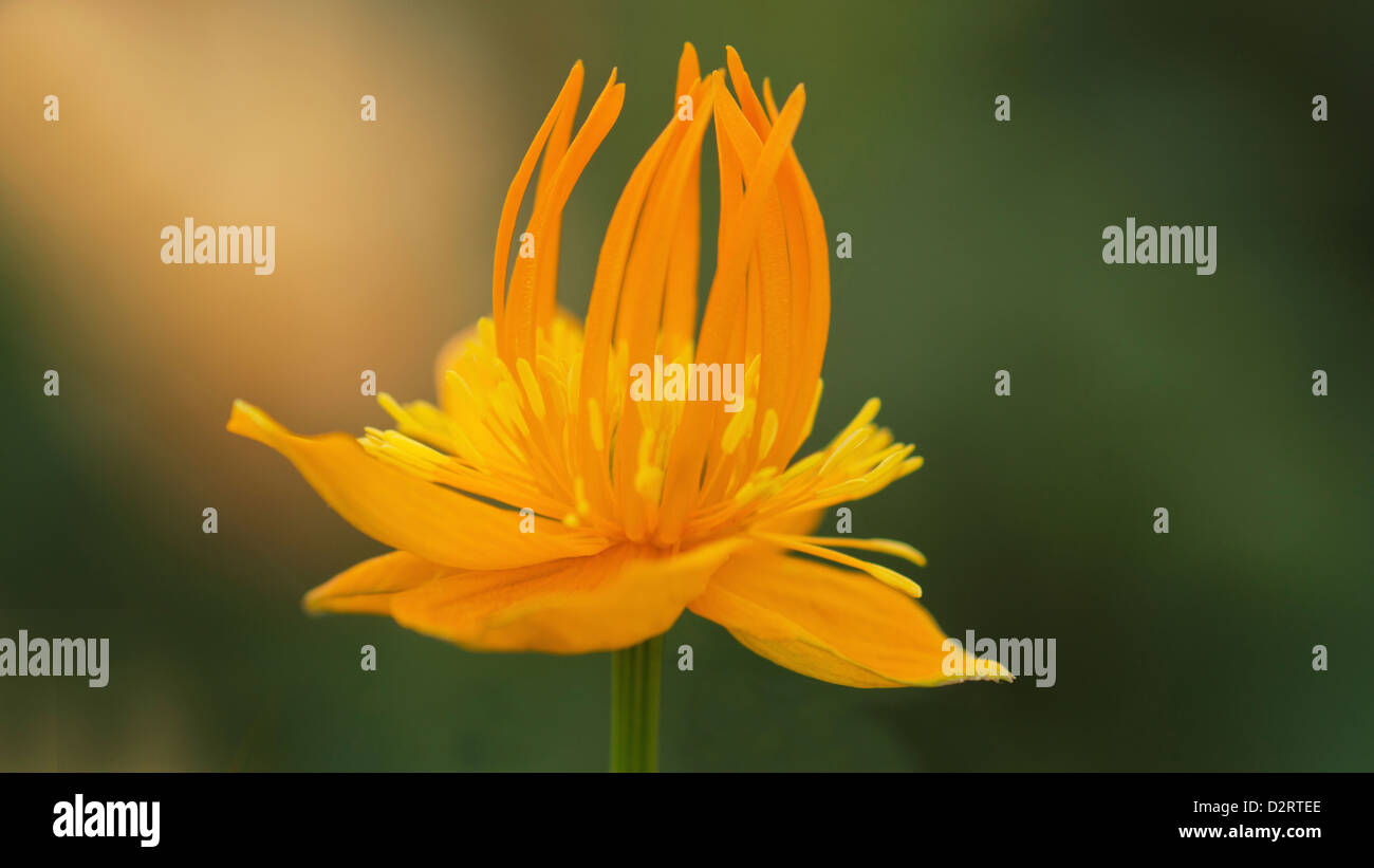 Trollblume Chinensis, Globeflower, Orange Thema. Stockfoto