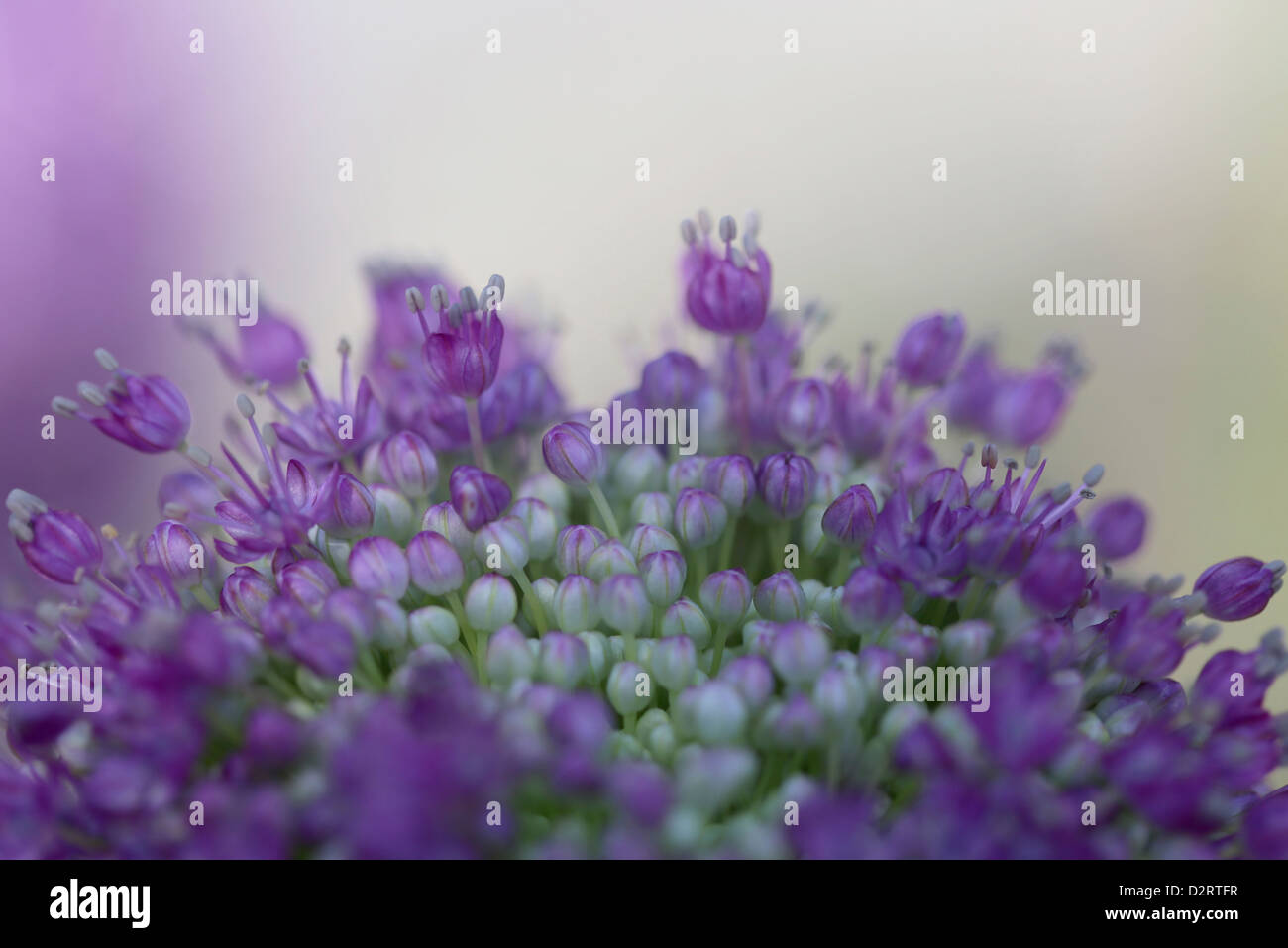 Allium-Sorte, Allium, lila Thema. Stockfoto