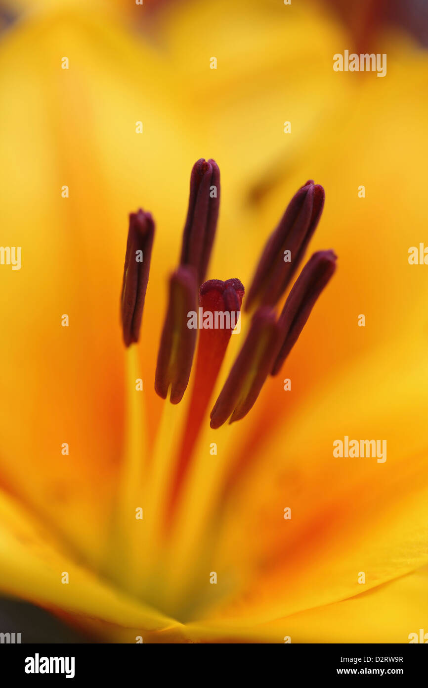 Lilium, Lily, orientalische Lilie, Orange Thema. Stockfoto