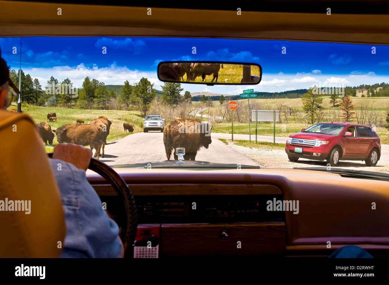 Durch Auto Windschutzscheibe gerade amerikanische Bisons (Buffalo) überqueren Sie die Straße im Custer State Park South Dakota anzeigen Stockfoto