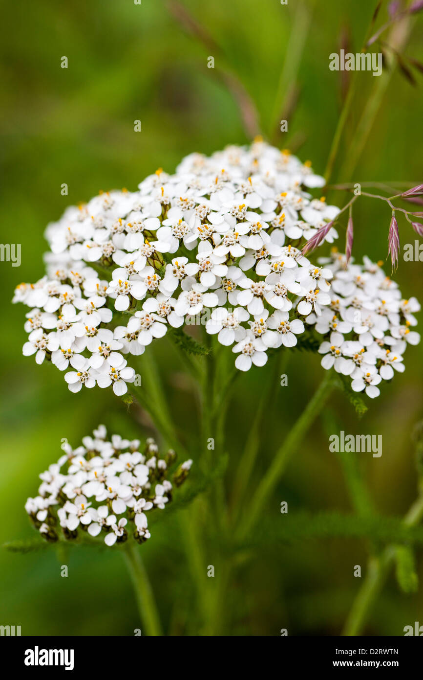 Nördlichen Schafgarbe, Achillea Borealis, Wildblumen, Halbinsel Kenai, Alaska, USA Stockfoto