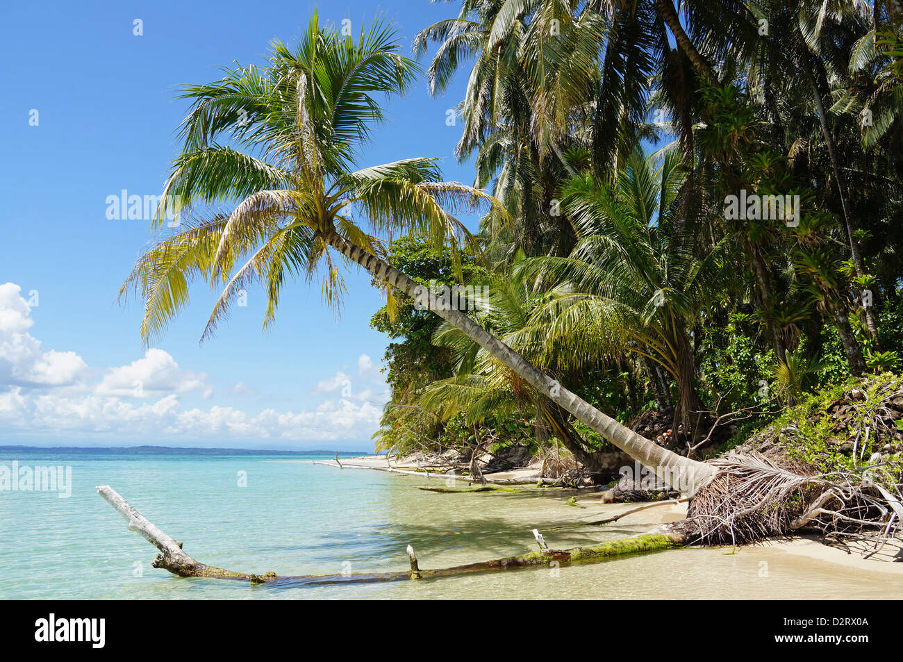 Tropische Ufer mit einer Kokospalme beugte sich über das Meer, die Inseln Zapatillas, Panama, Mittelamerika Stockfoto