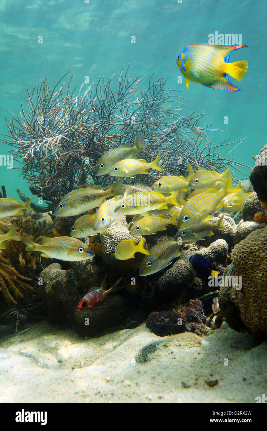 Gruntfisch in einem Korallenriff mit einem Engelfisch, karibisches Meer unter Wasser, Costa Rica Stockfoto