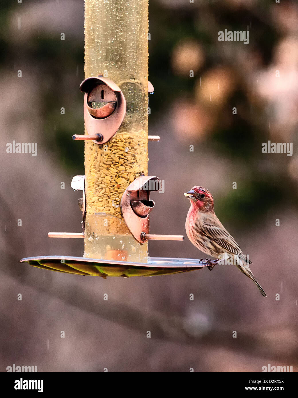 Ein kleiner roter Vogel auf eine Zuführung Stockfoto