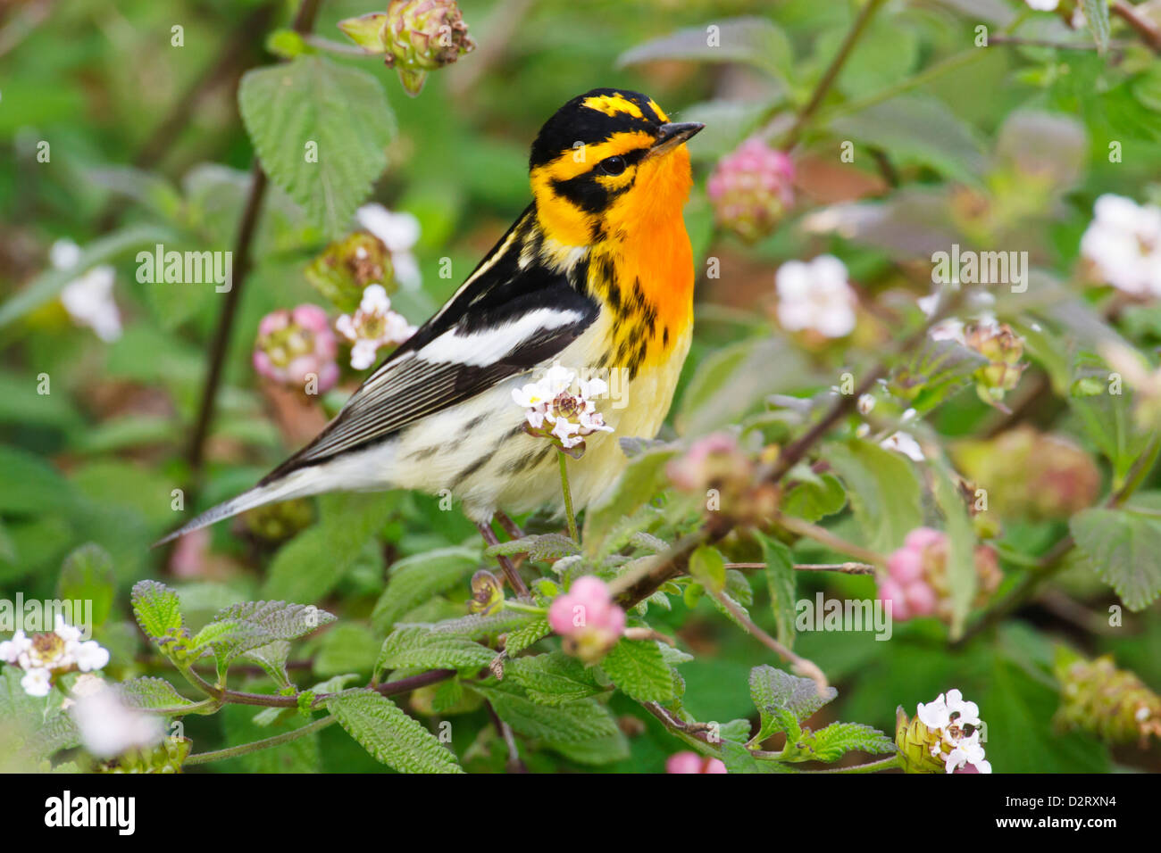 Blackburnian Warbler (Dendroica Fusca) Männchen Futter für Insekten im Garten lantana Stockfoto