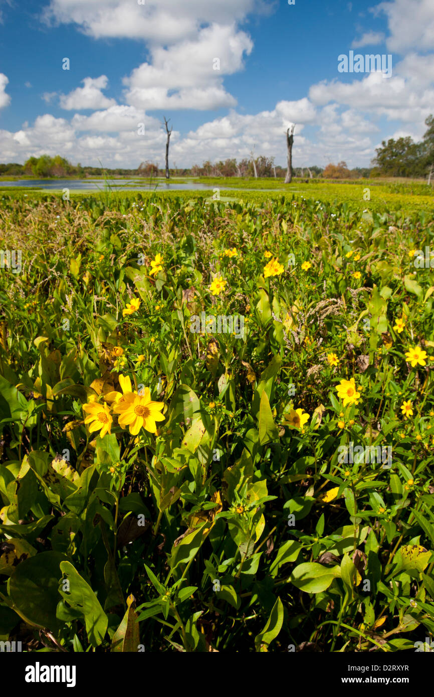 Feuchtgebiet Sonnenblumen und emergent Gewässerflora am Brazos Bend State Park Marsh, Texas Stockfoto