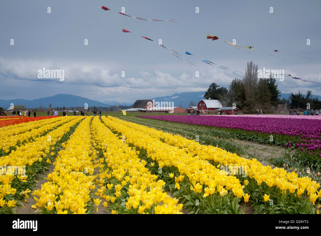 Nordamerika, USA, Washington, Mount Vernon, Tulpenfelder in voller Blüte zu jährlichen Skagit Valley Tulpenfest im April Stockfoto