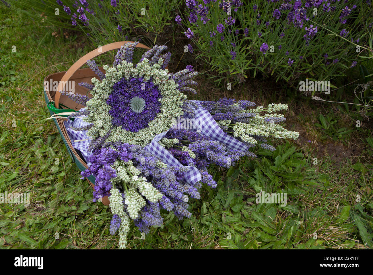 Nordamerika, USA, Washington, Sequim, Korb mit getrocknetem Lavendel Lavendel Festival, veranstaltet jährlich jedes Jahr im Juli Stockfoto