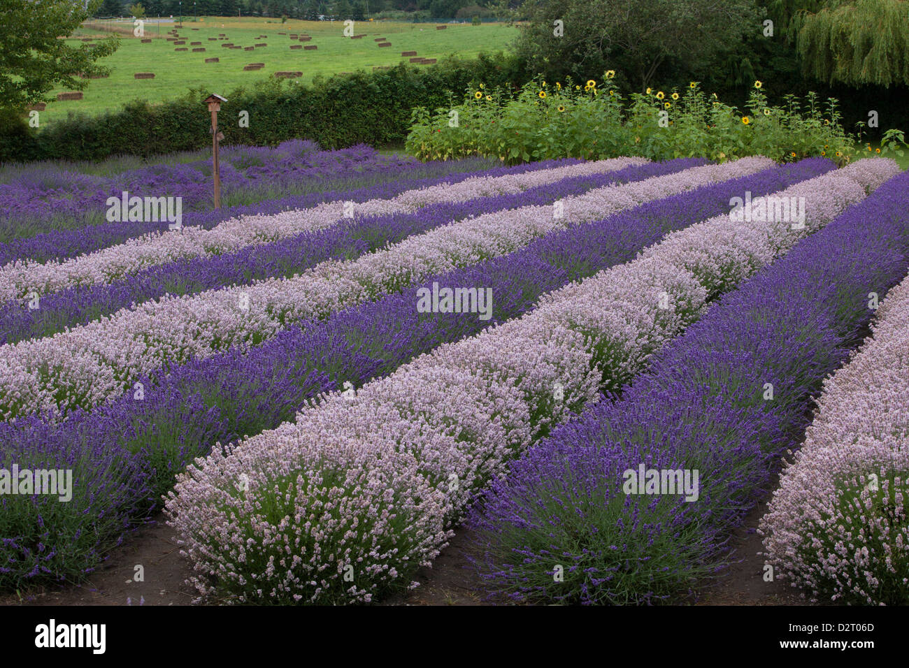 Nordamerika, USA, Washington, Sequim, verschiedene Schattierungen von Lavendel im Feld mit Sonnenblumen auf Lavendel-Festival Stockfoto