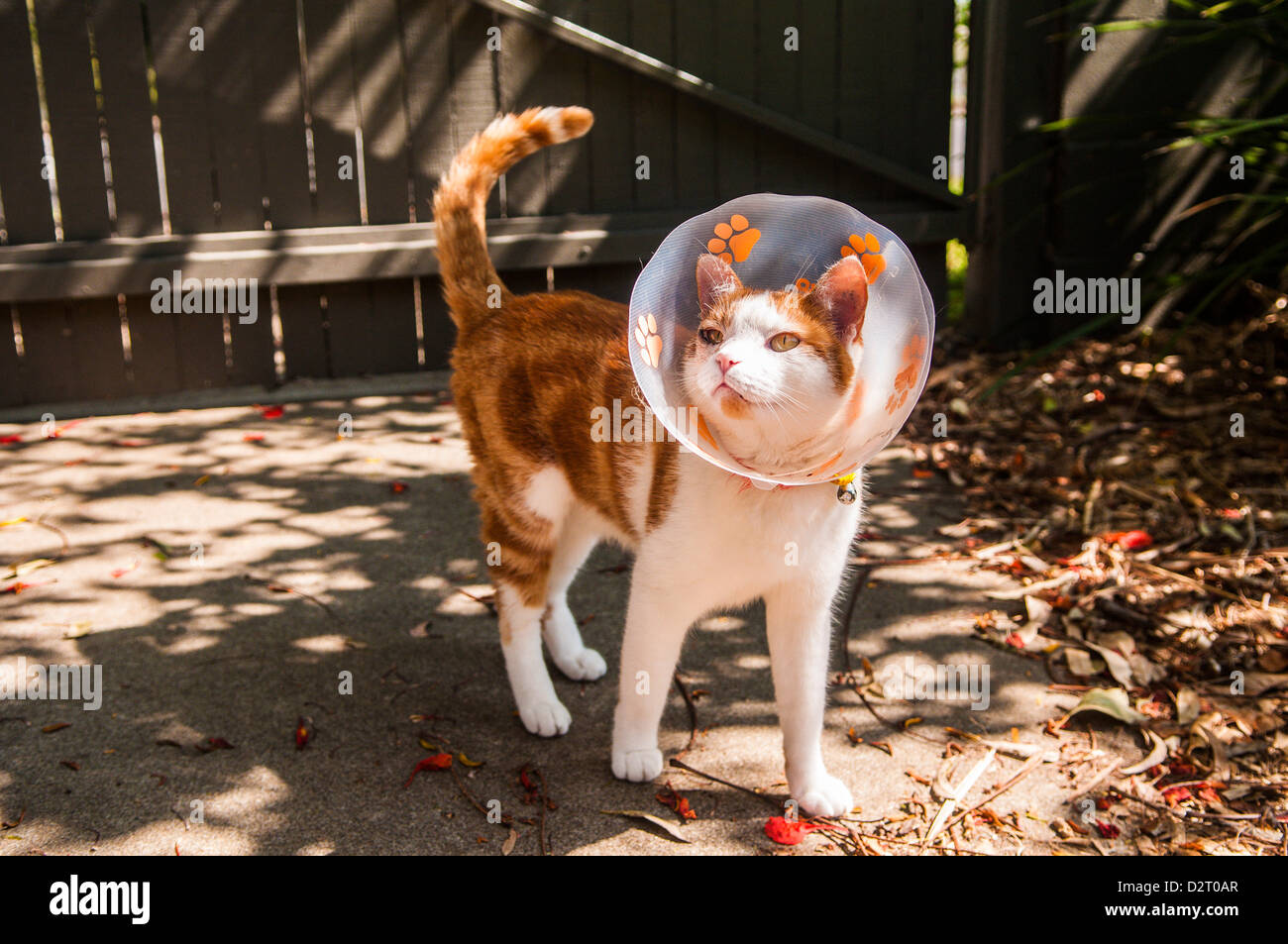 Haustier Katze mit Chirurgie Kragen auf, Brisbane, Queensland, Australien Stockfoto