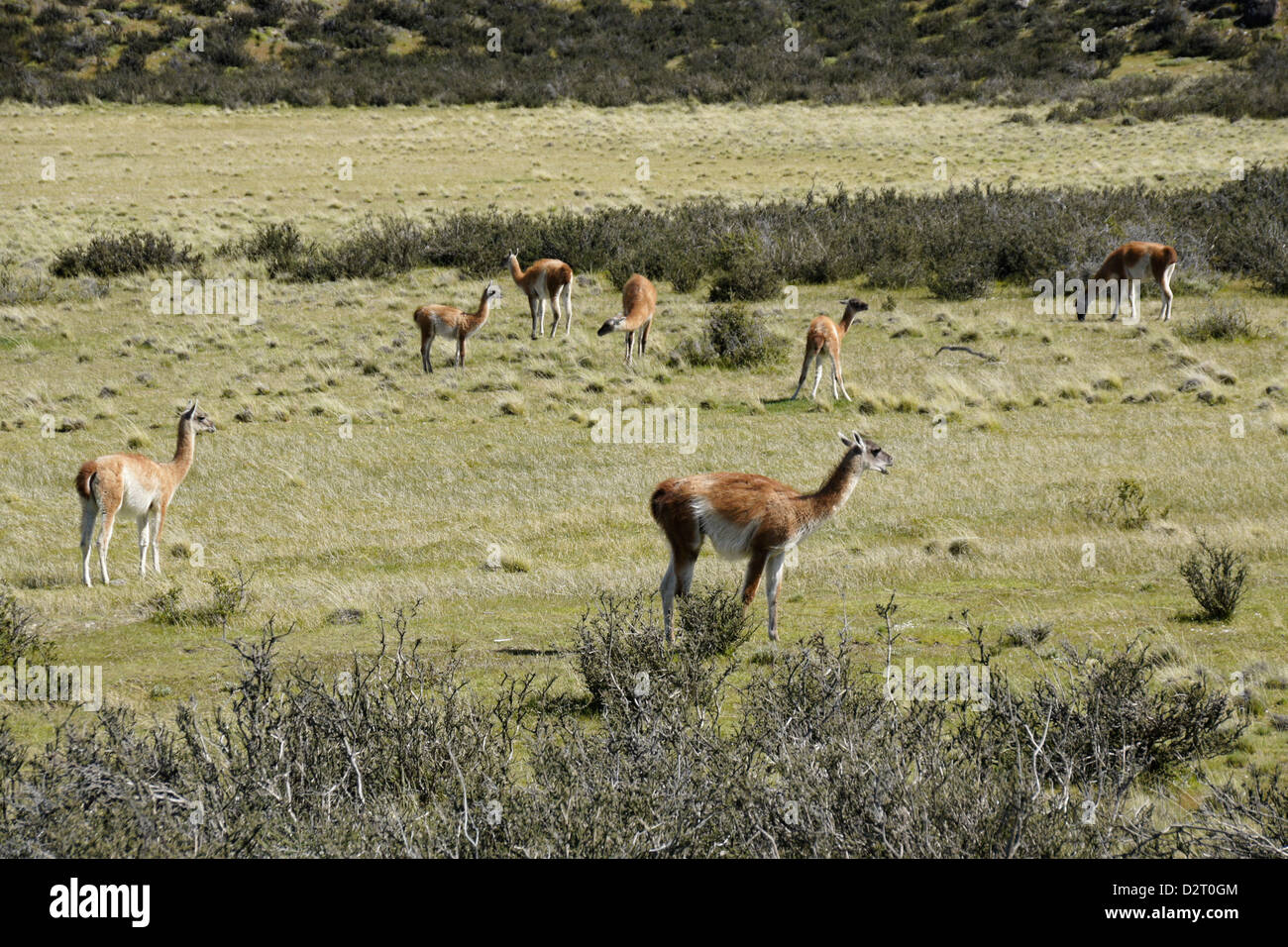 Guanakos in Torres del Paine Nationalpark, Patagonien, Chile Stockfoto