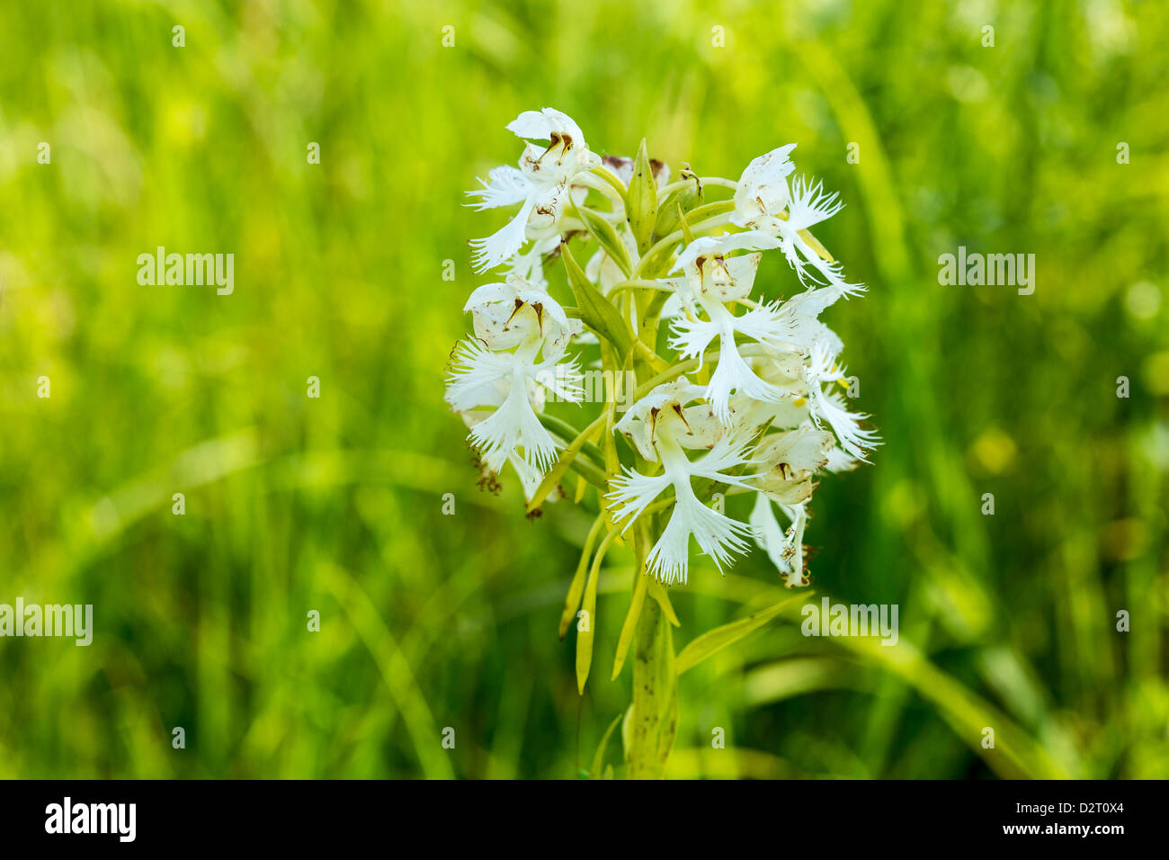 Die seltenen westlichen Prärie gesäumt Orchidee in den Sheyenne National Grasslands, North Dakota, USA Stockfoto