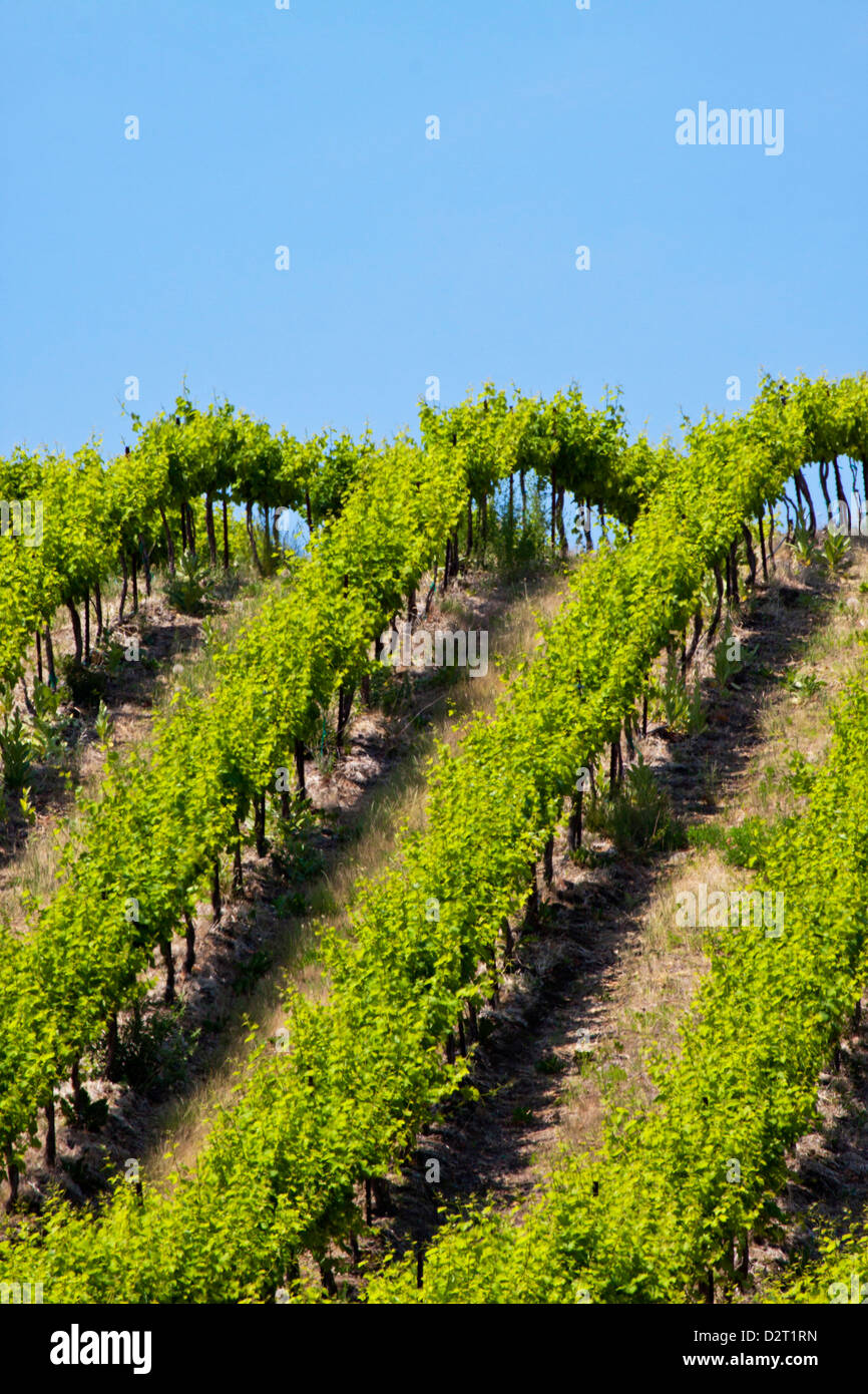 USA, Washington, rollenden Weinberge In Yakima County Stockfoto