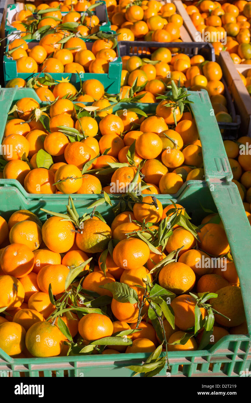 Orange Orange Früchte in Ernte Korb Boxen in einer Zeile Stockfoto