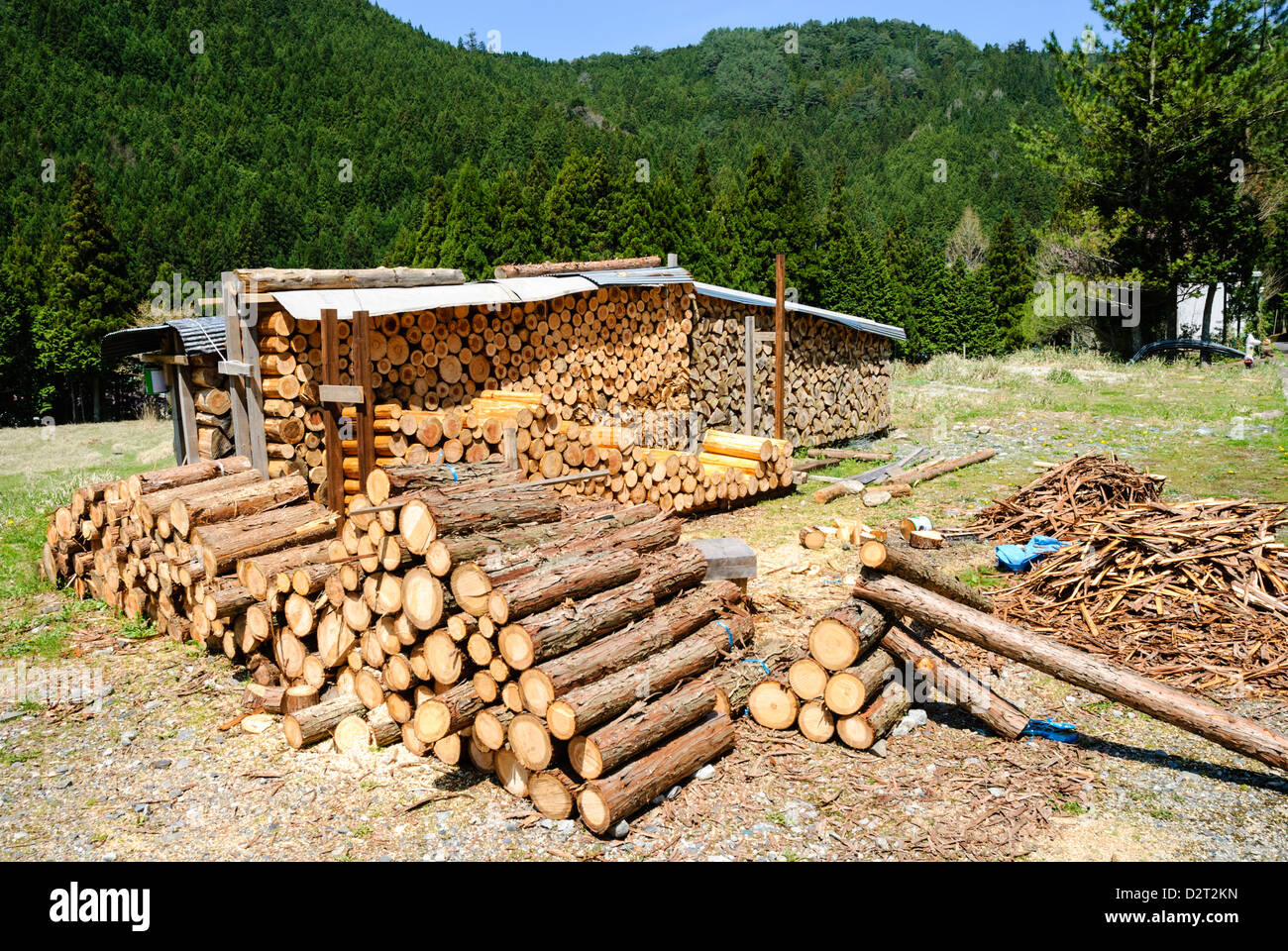 Holz- und Forstwirtschaft: Stapel von Protokollen, geschnitten aus neu bewaldeten Holz, bereit für den Winter. Stockfoto