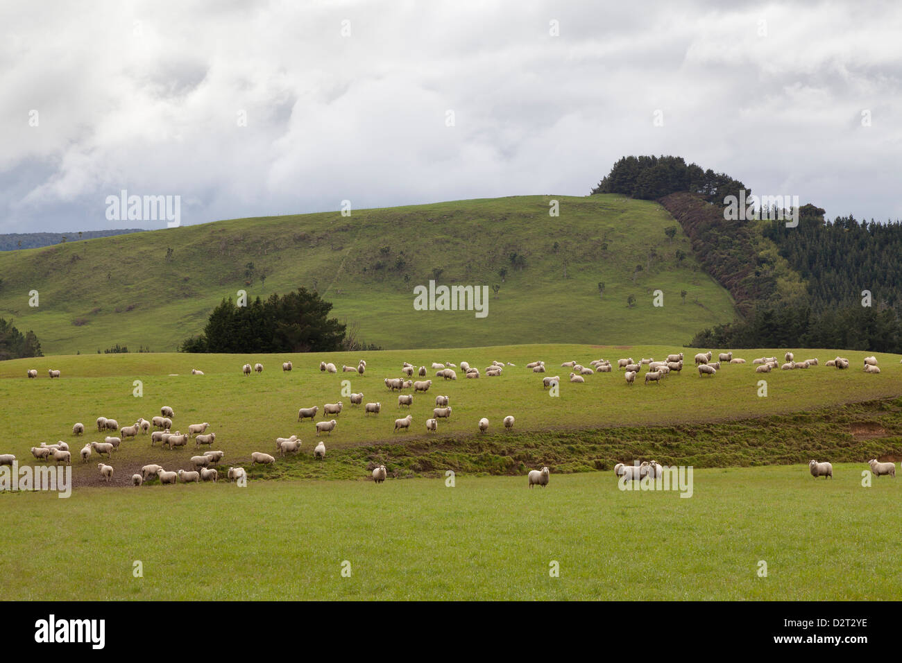 Schafe auf der Wiese, Südinsel, Neuseeland Stockfoto