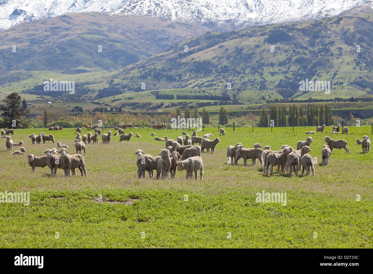Schafe auf der Wiese, Cromwell, Rivercreek, Neuseeland Stockfoto