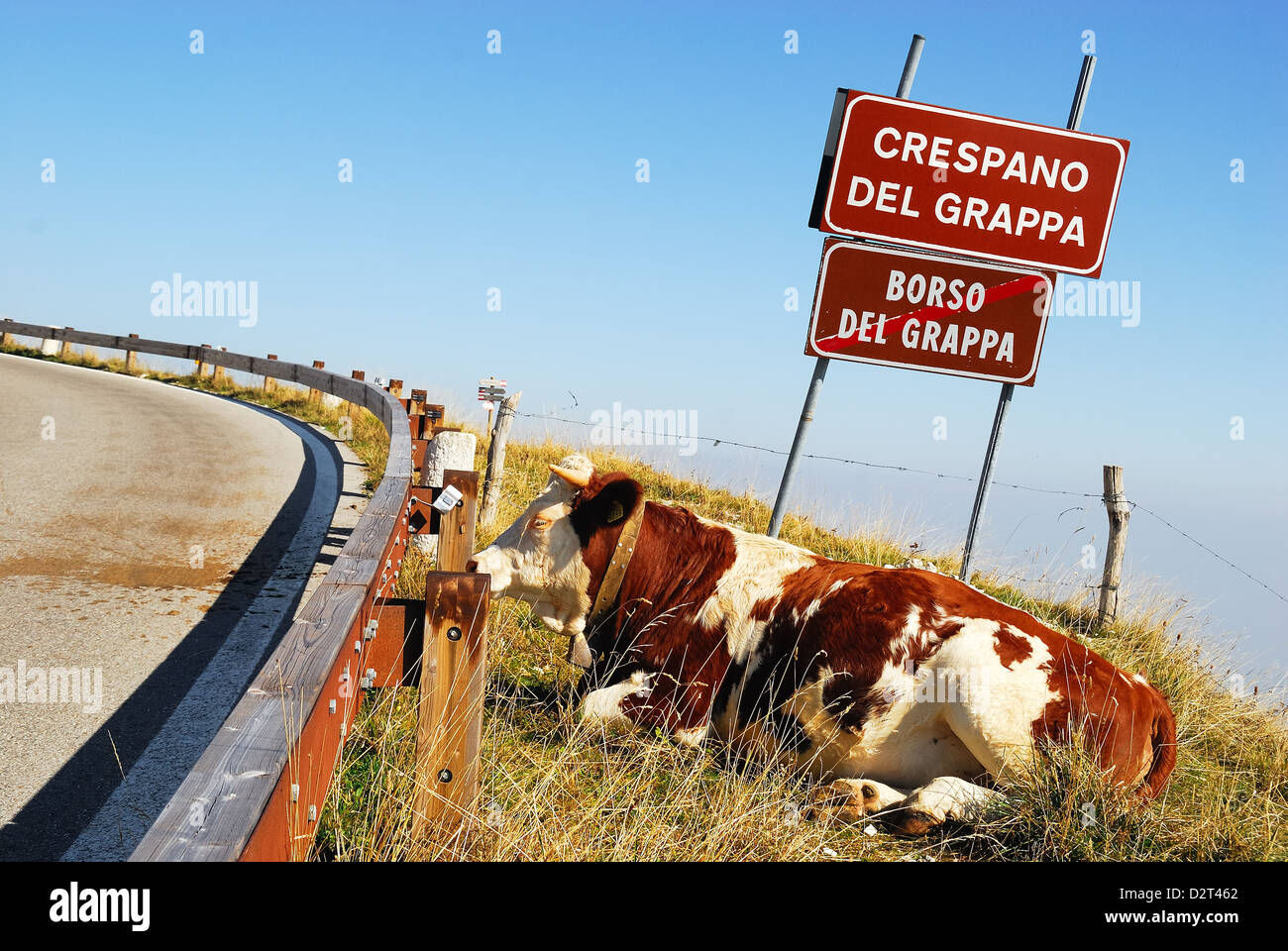 Monte Grappa, Veneto, Italien: Eine Kuh liegen am Rande der Straße führt auf den Gipfel des Monte Grappa. Stockfoto