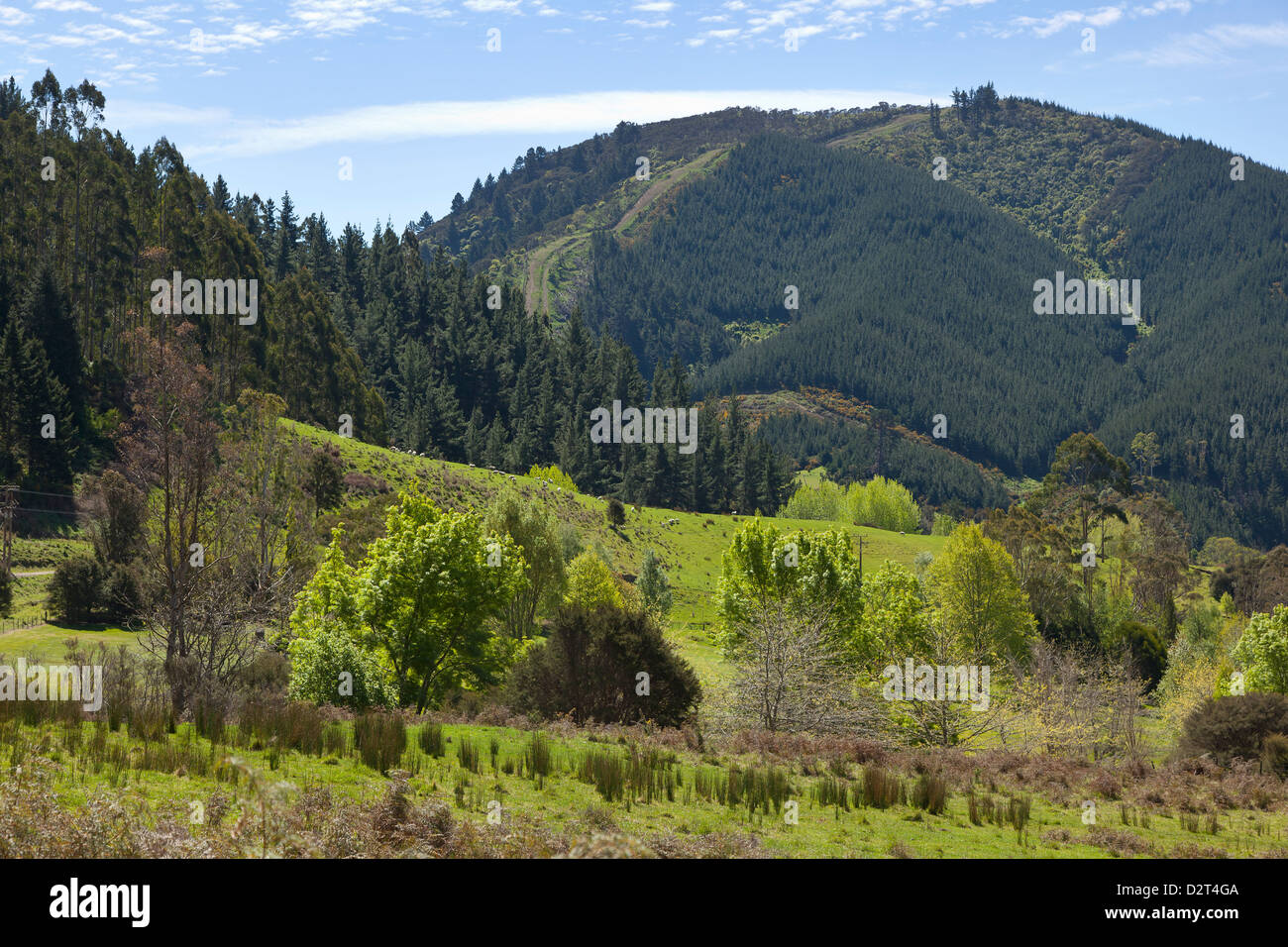 Grüne Hügeln im Maitai-Tal in der Nähe von Nelson, Neuseeland Stockfoto