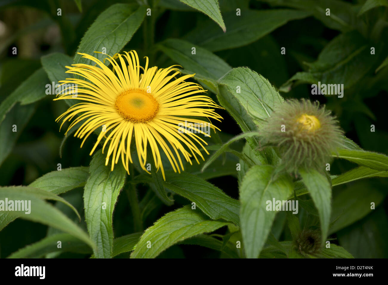 Inula Blume Stockfoto