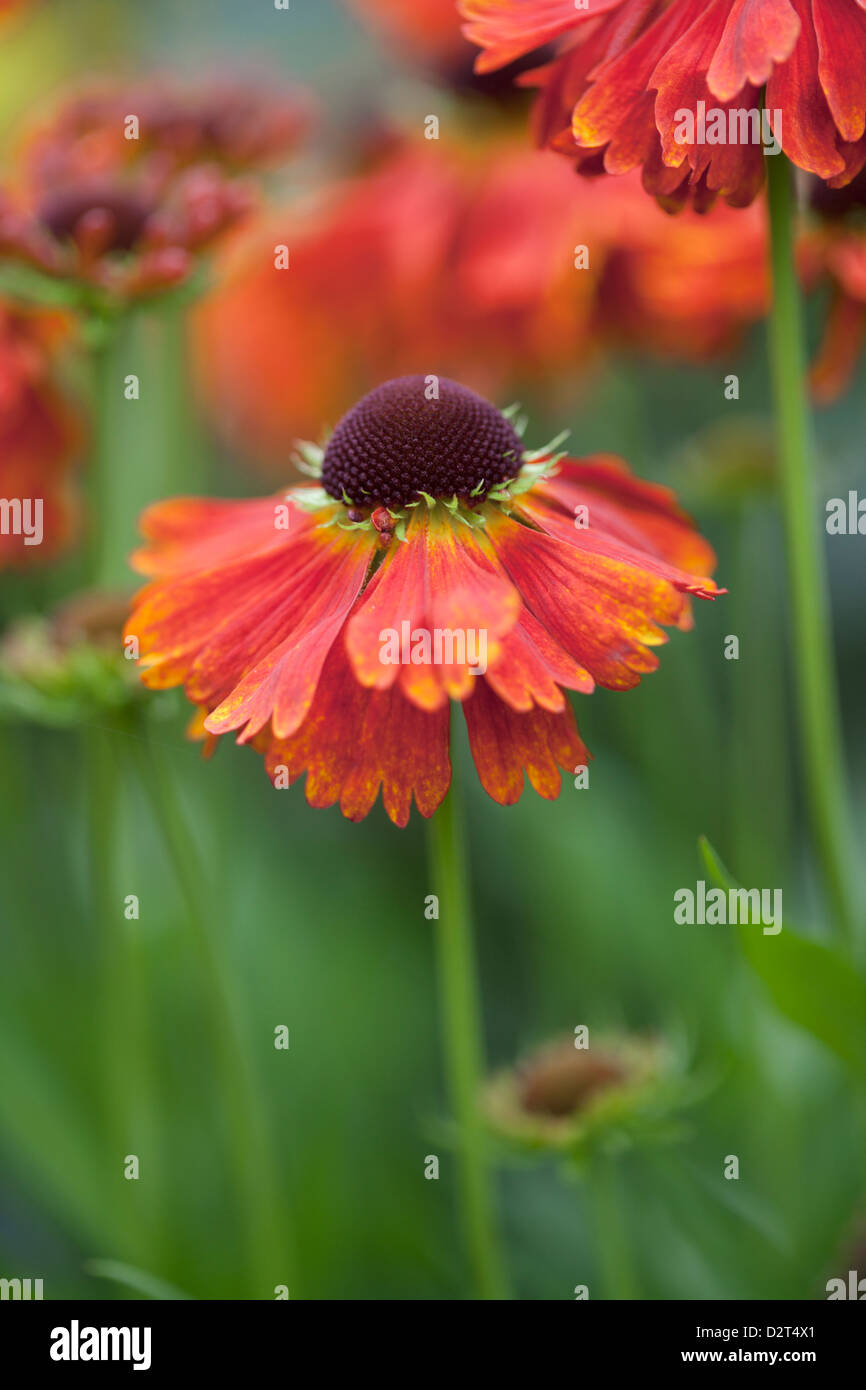 Helenium "Ruby Tuesday" Stockfoto