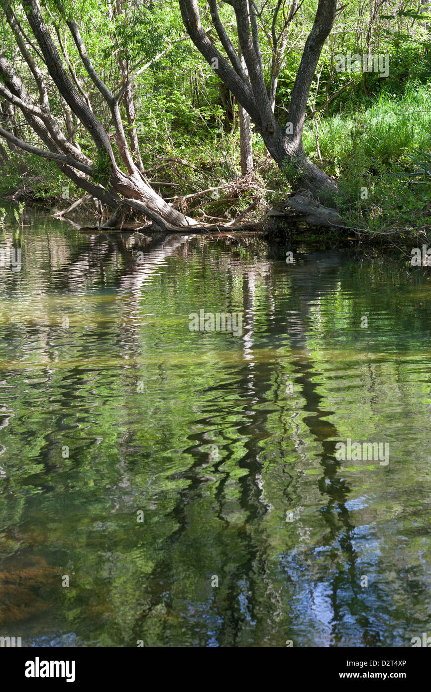 Stream im Maitai-Tal in der Nähe von Nelson, Neuseeland Stockfoto