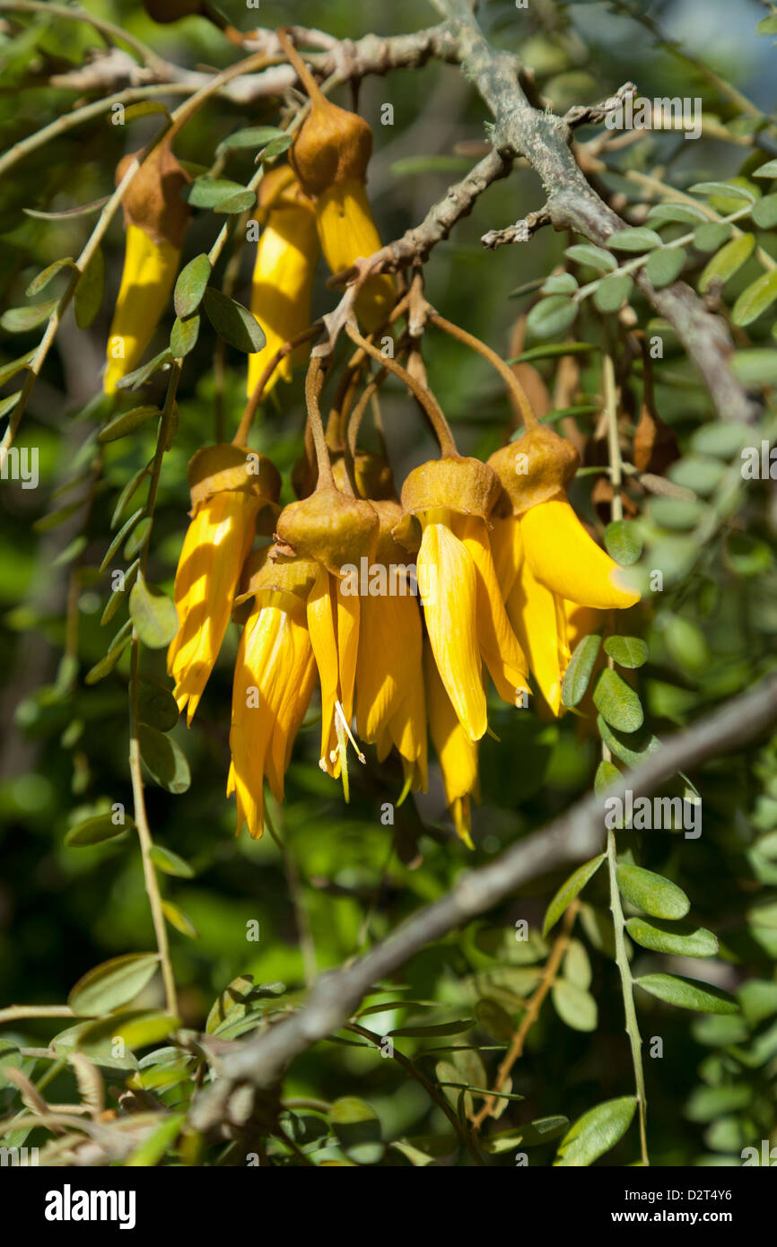 Kowhai Blüten auf einem Baum Stockfoto